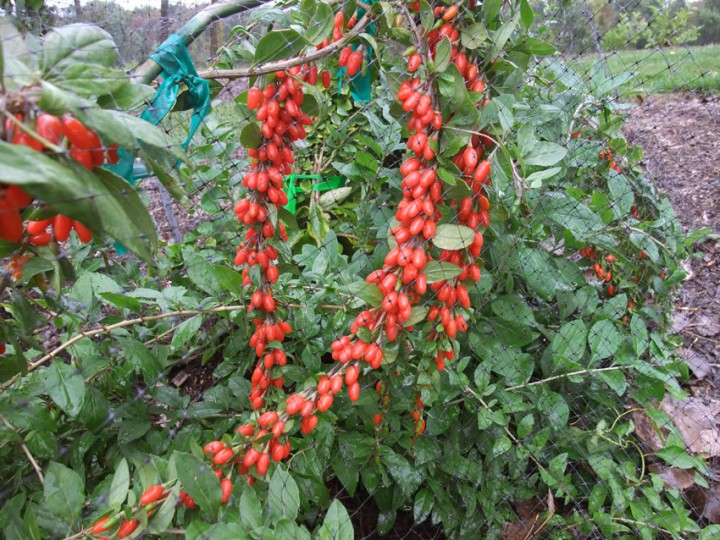 Chinese wolfberry